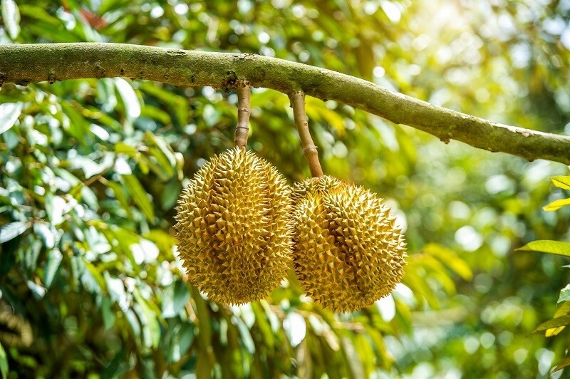 Giá sầu riêng Đắk Lắk, sầu riêng cuối vụ, thương lái dừng mua, giá sầu riêng giảm, xuất khẩu sầu riêng