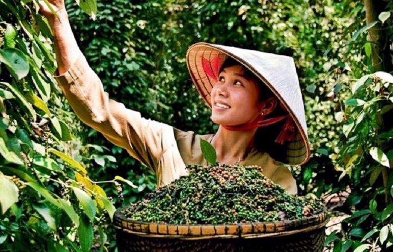 giá tiêu hôm nay, giá tiêu 27/10/2025, thị trường hồ tiêu, giá tiêu trong nước, xuất khẩu hồ tiêu Việt Nam