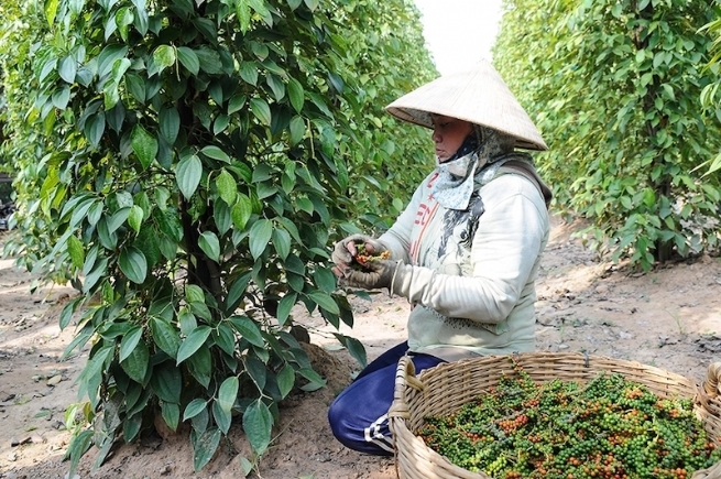 giá tiêu hôm nay, giá tiêu 27/10/2025, thị trường hồ tiêu, giá tiêu trong nước, xuất khẩu hồ tiêu Việt Nam