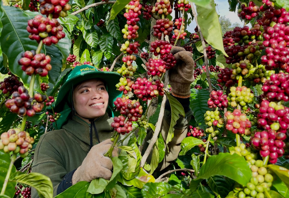giá cà phê hôm nay, giá cà phê 28/10/2025, giá cà phê Tây Nguyên, giá cà phê thế giới, cà phê Robusta, xuất khẩu cà phê Việt Nam