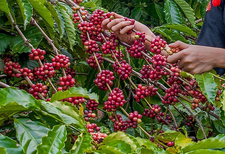 giá cà phê hôm nay, giá cà phê 28/10/2025, giá cà phê Tây Nguyên, giá cà phê thế giới, cà phê Robusta, xuất khẩu cà phê Việt Nam