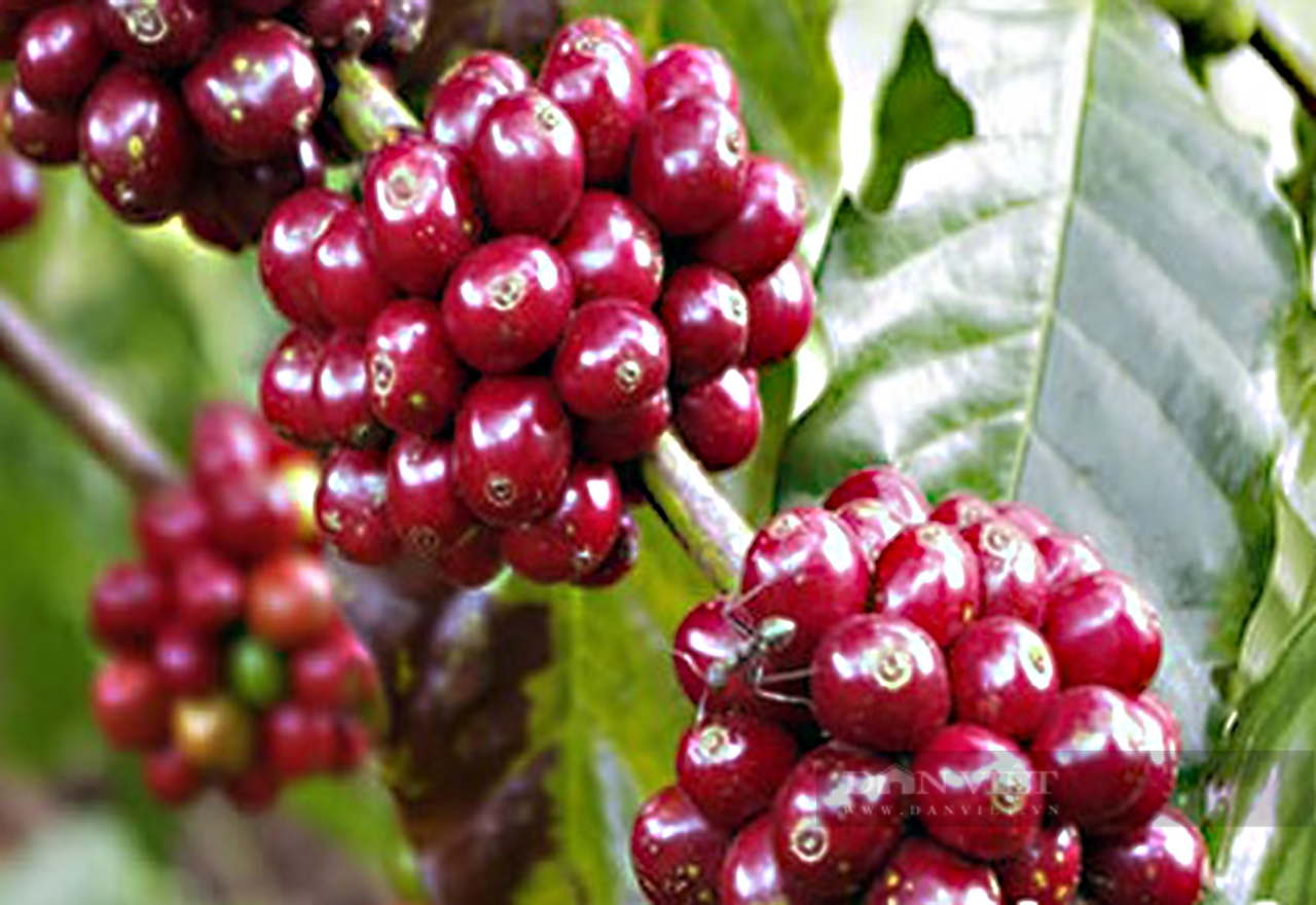 giá cà phê hôm nay, giá cà phê 28/10/2025, giá cà phê Tây Nguyên, giá cà phê thế giới, cà phê Robusta, xuất khẩu cà phê Việt Nam