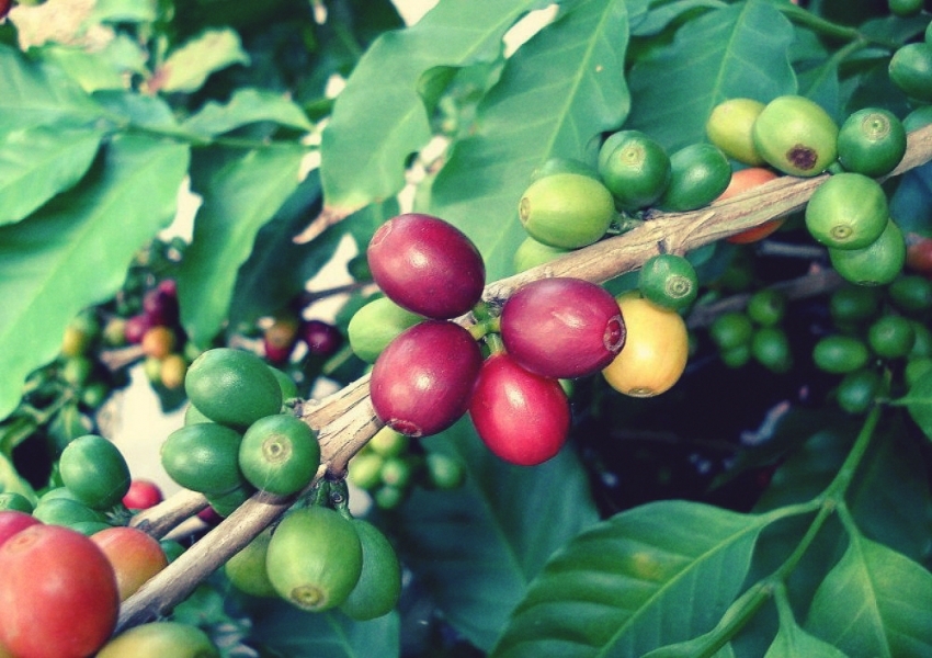 giá cà phê hôm nay, giá cà phê 28/10/2025, giá cà phê Tây Nguyên, giá cà phê thế giới, cà phê Robusta, xuất khẩu cà phê Việt Nam
