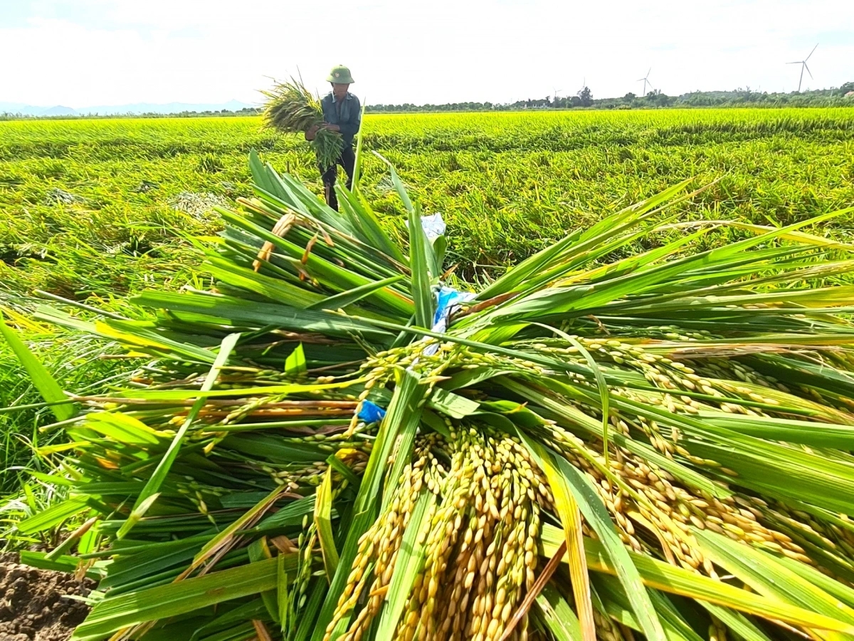 giá lúa gạo hôm nay, giá gạo xuất khẩu, lúa gạo Việt Nam, Đồng bằng sông Cửu Long, xuất khẩu gạo Việt Nam