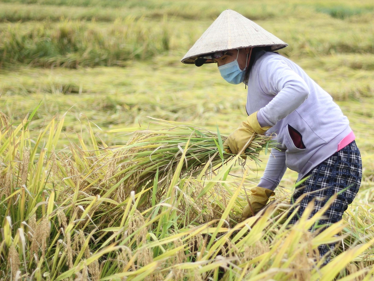 giá lúa gạo hôm nay, giá gạo xuất khẩu, lúa gạo Việt Nam, Đồng bằng sông Cửu Long, xuất khẩu gạo Việt Nam