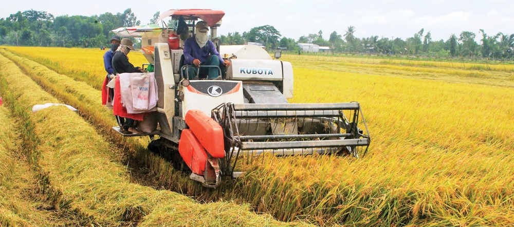 giá lúa gạo hôm nay, giá gạo xuất khẩu, lúa gạo Việt Nam, Đồng bằng sông Cửu Long, xuất khẩu gạo Việt Nam