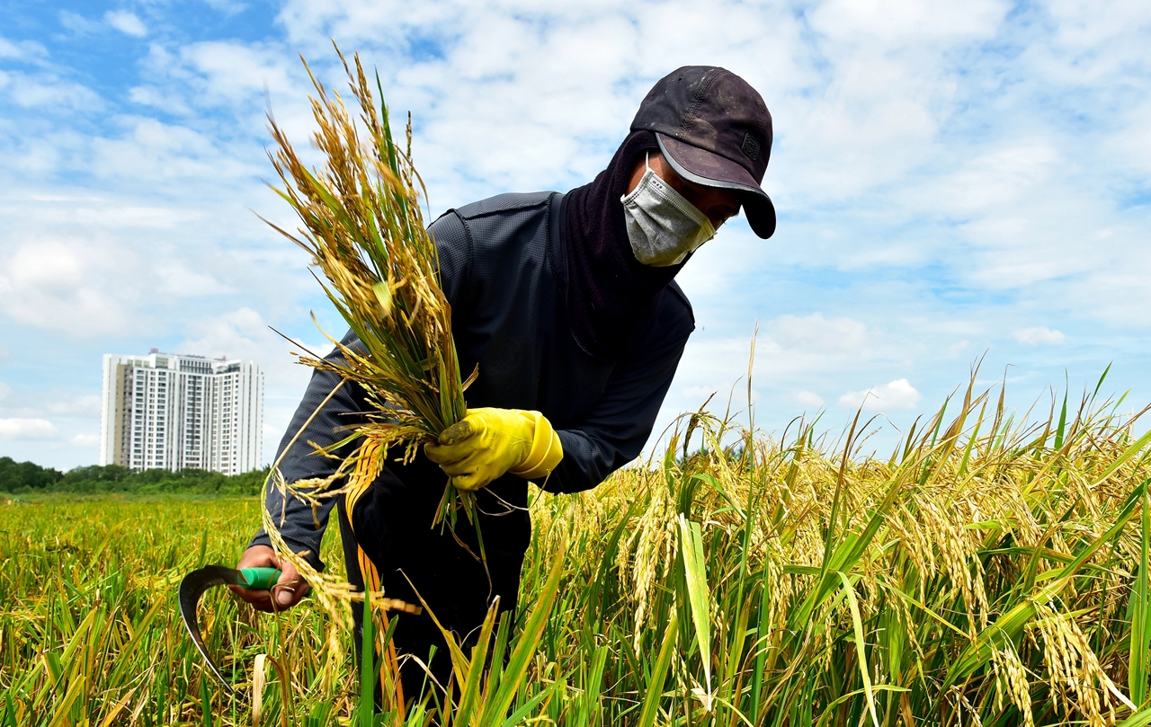 giá lúa gạo hôm nay, giá gạo xuất khẩu, lúa gạo Việt Nam, Đồng bằng sông Cửu Long, xuất khẩu gạo Việt Nam