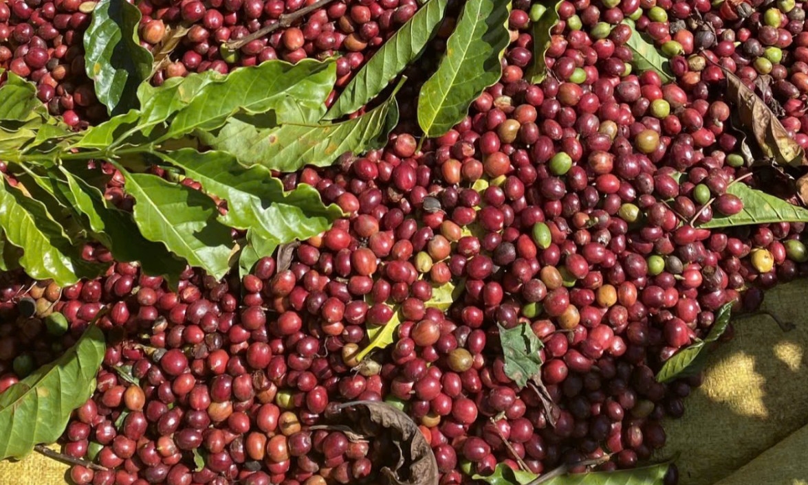 dự báo giá cà phê 29/10, giá cà phê hôm nay, cà phê Tây Nguyên, giá robusta, giá arabica, thị trường cà phê thế giới