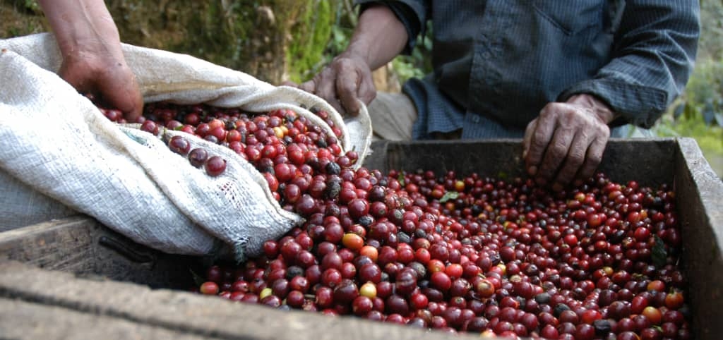 dự báo giá cà phê 29/10, giá cà phê hôm nay, cà phê Tây Nguyên, giá robusta, giá arabica, thị trường cà phê thế giới