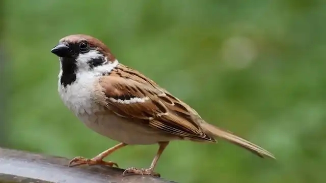 tử vi tuổi Thìn 30/10/2025, con số may mắn tuổi Thìn, tử vi hôm nay tuổi Thìn, tử vi ngày 30/10/2025, vận mệnh tuổi Thìn