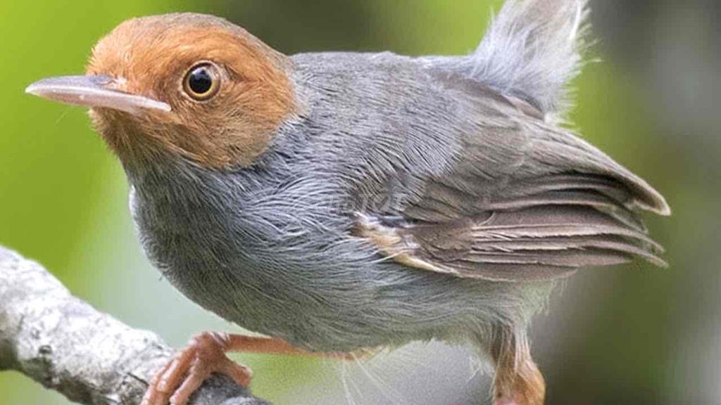 tử vi tuổi Tuất 30/10/2025, con số may mắn tuổi Tuất, tử vi hôm nay tuổi Tuất, tử vi 12 con giáp, con số vàng 30/10/2025, tuổi Tuất sự nghiệp