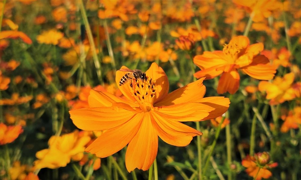 Tử vi 12 con giáp 30/10/2025tử vi 30/10/2025, tử vi 12 con giáp, vận mệnh 12 con giáp, tử vi hôm nay, tử vi ngày 30/10/2025, tử vi tuổi Tý