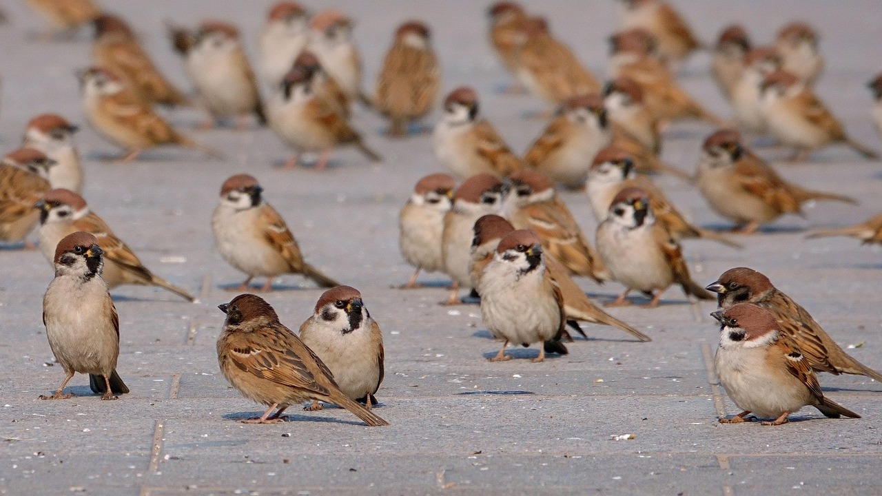 tử vi tuổi Dậu 30/10/2025, con số may mắn tuổi Dậu, vận may tuổi Dậu, tử vi 12 con giáp, tử vi hôm nay, con số vàng tuổi Dậu