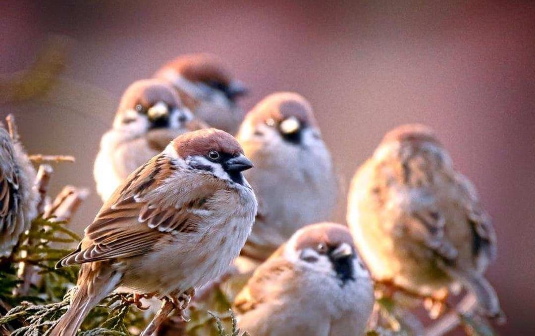 tử vi tuổi Dậu 30/10/2025, con số may mắn tuổi Dậu, vận may tuổi Dậu, tử vi 12 con giáp, tử vi hôm nay, con số vàng tuổi Dậu