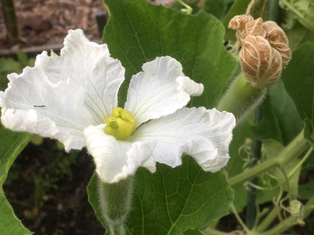 tử vi tuổi Dậu 31/10/2025, con số may mắn tuổi Dậu, vận may tuổi Dậu, tử vi ngày 31/10/2025, tử vi 12 con giáp, tử vi hàng ngày