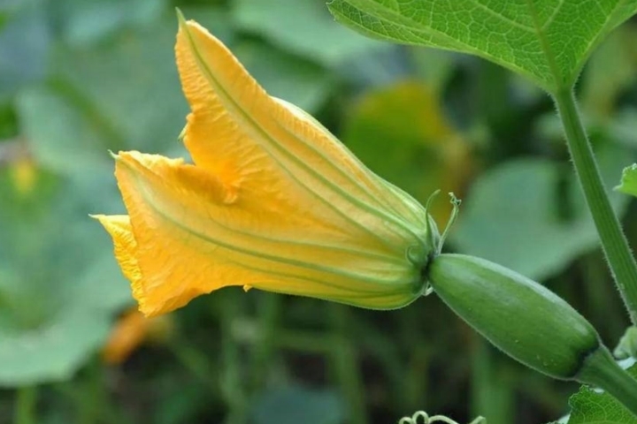 tử vi tuổi Dậu 31/10/2025, con số may mắn tuổi Dậu, vận may tuổi Dậu, tử vi ngày 31/10/2025, tử vi 12 con giáp, tử vi hàng ngày