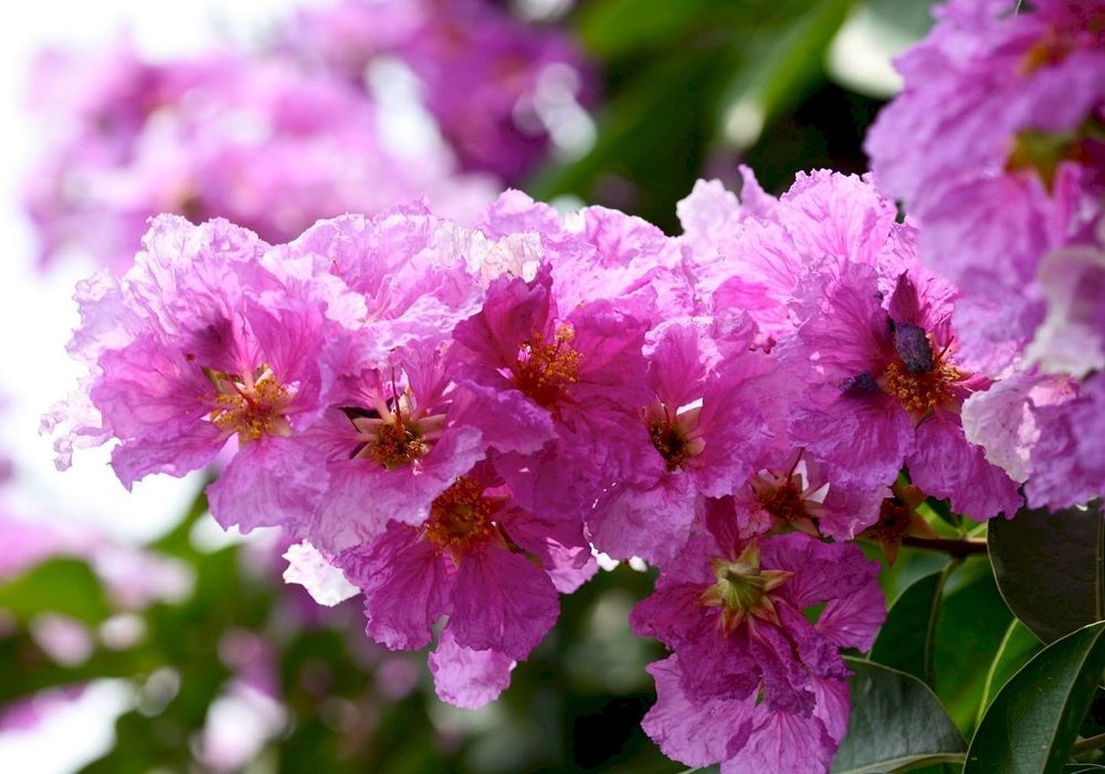 tử vi tuổi Hợi 31/10/2025, con số may mắn tuổi Hợi, vận trình tuổi Hợi, tử vi 12 con giáp, tuổi Hợi hôm nay, tử vi ngày 31/10/2025, dự báo tuổi Hợi