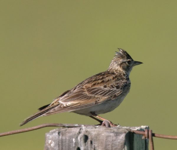 tử vi tuổi Hợi 30/10/2025, con số may mắn tuổi Hợi, tử vi Ất Hợi, tử vi Đinh Hợi, tử vi Quý Hợi, tử vi Tân Hợi, tử vi Kỷ Hợi, vận khí tuổi Hợi