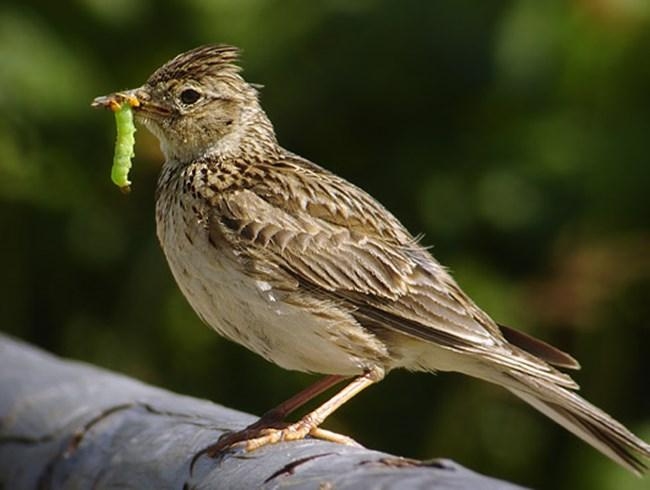 tử vi tuổi Hợi 30/10/2025, con số may mắn tuổi Hợi, tử vi Ất Hợi, tử vi Đinh Hợi, tử vi Quý Hợi, tử vi Tân Hợi, tử vi Kỷ Hợi, vận khí tuổi Hợi