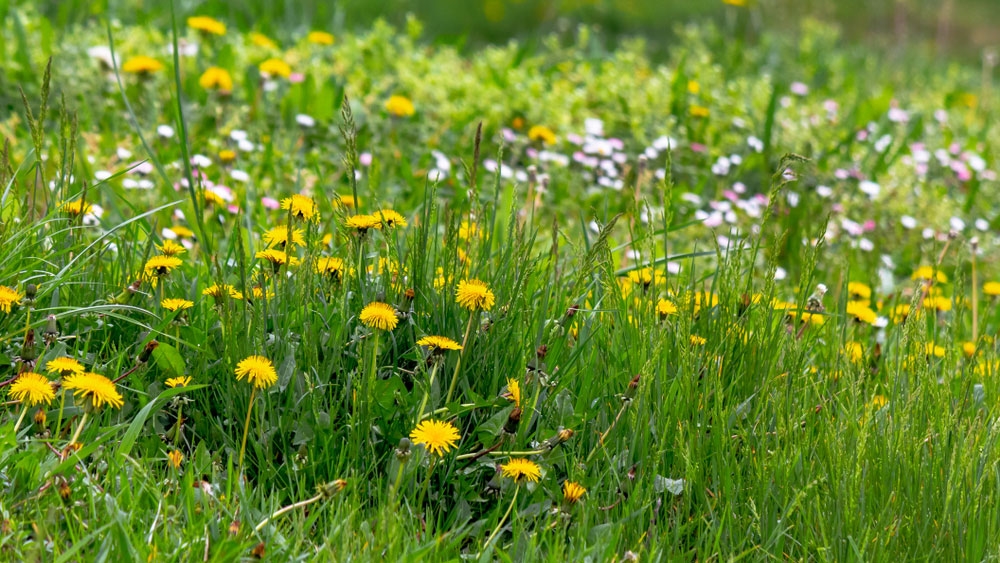 tử vi 12 con giáp 31/10/2025, tử vi ngày 31/10, tử vi 31/10/2025, tử vi hôm nay, con giáp phát tài, con giáp gặp khó khăn