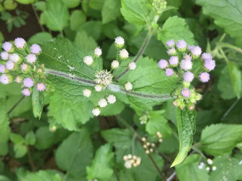 tử vi 12 con giáp 31/10/2025, tử vi ngày 31/10, tử vi 31/10/2025, tử vi hôm nay, con giáp phát tài, con giáp gặp khó khăn