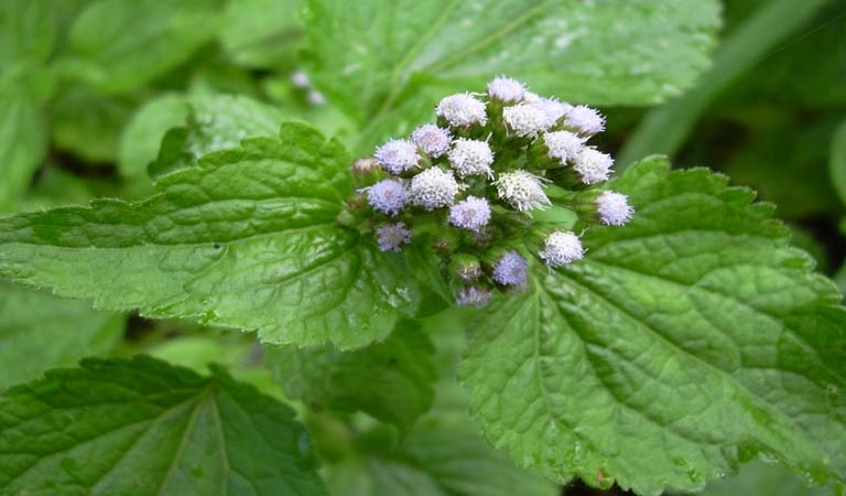 tử vi 12 con giáp 31/10/2025, tử vi ngày 31/10, tử vi 31/10/2025, tử vi hôm nay, con giáp phát tài, con giáp gặp khó khăn