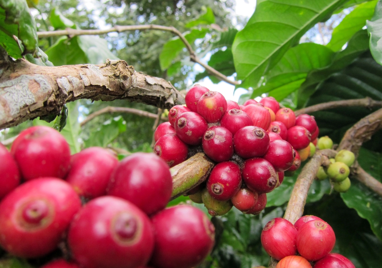 giá cà phê hôm nay, giá cà phê 30/10/2025, giá cà phê trong nước, giá cà phê thế giới, cà phê giả, cà phê Việt Nam, VICOFA, NAFIQAD, giá cà phê robusta, giá cà phê arabica, thị trường cà phê