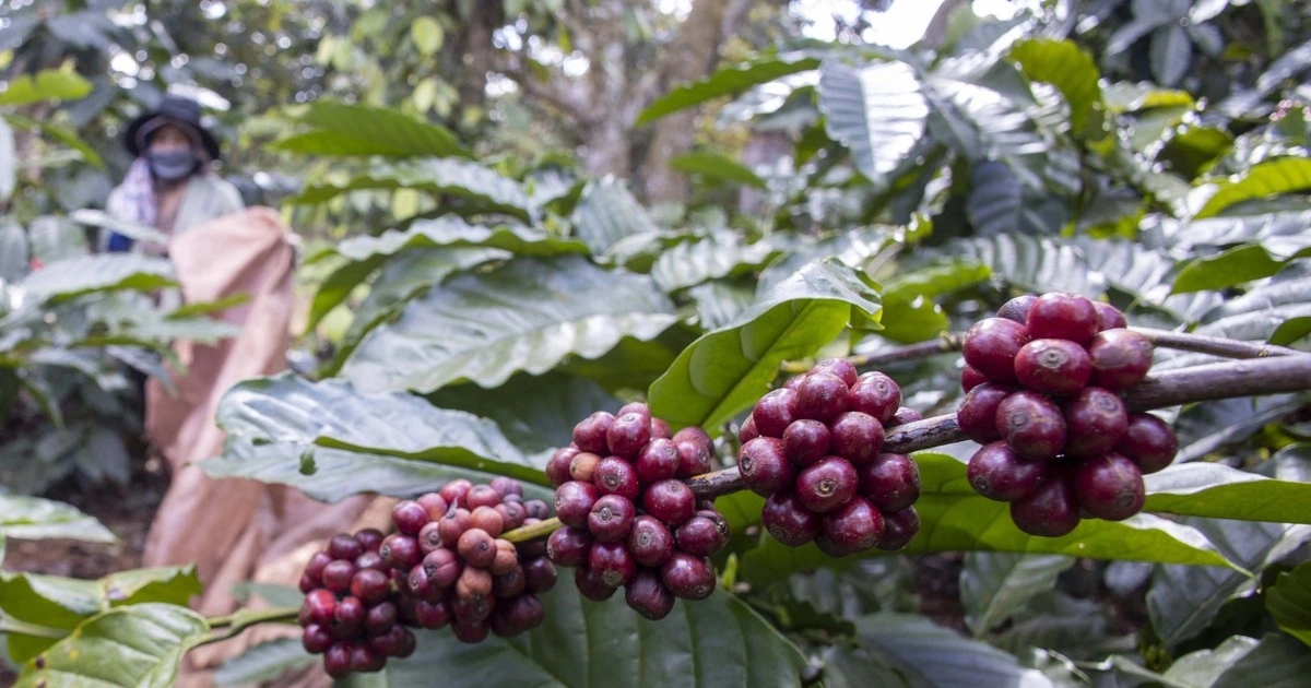 giá cà phê hôm nay, giá cà phê 30/10/2025, giá cà phê trong nước, giá cà phê thế giới, cà phê giả, cà phê Việt Nam, VICOFA, NAFIQAD, giá cà phê robusta, giá cà phê arabica, thị trường cà phê