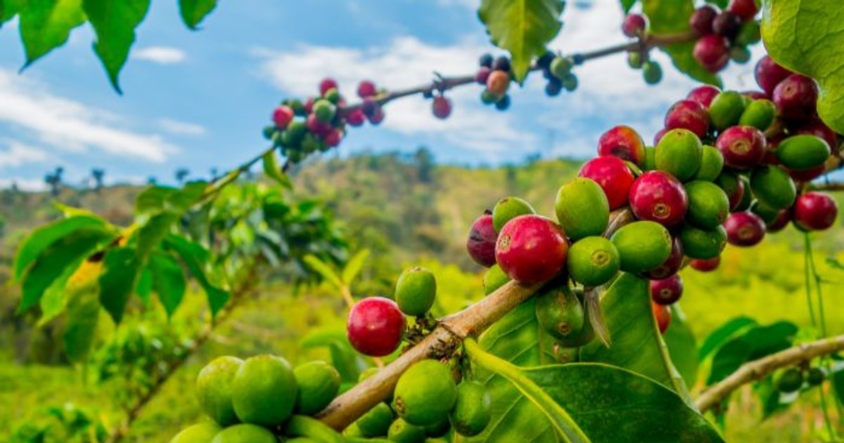 giá cà phê hôm nay, giá cà phê 30/10/2025, giá cà phê trong nước, giá cà phê thế giới, cà phê giả, cà phê Việt Nam, VICOFA, NAFIQAD, giá cà phê robusta, giá cà phê arabica, thị trường cà phê