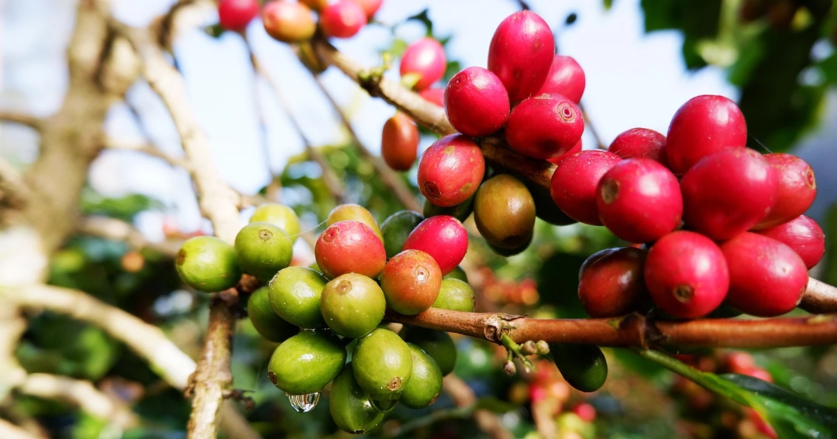 giá cà phê hôm nay, giá cà phê 30/10/2025, giá cà phê trong nước, giá cà phê thế giới, cà phê giả, cà phê Việt Nam, VICOFA, NAFIQAD, giá cà phê robusta, giá cà phê arabica, thị trường cà phê