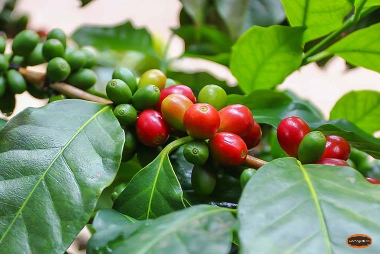 giá cà phê hôm nay, dự báo giá cà phê 31/10/2025, cà phê tăng giá, cà phê trong nước, cà phê thế giới