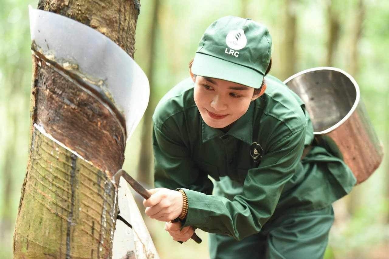 giá cao su hôm nay, giá cao su 30/10/2025, thị trường cao su, giá cao su thế giới, giá cao su trong nước, giá cao su tại Phú Riềng, giá cao su tại MangYang, giá cao su tại Bà Rịa