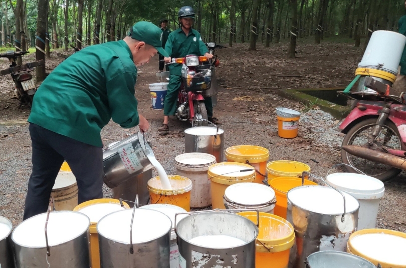 giá cao su hôm nay, giá cao su 30/10/2025, thị trường cao su, giá cao su thế giới, giá cao su trong nước, giá cao su tại Phú Riềng, giá cao su tại MangYang, giá cao su tại Bà Rịa