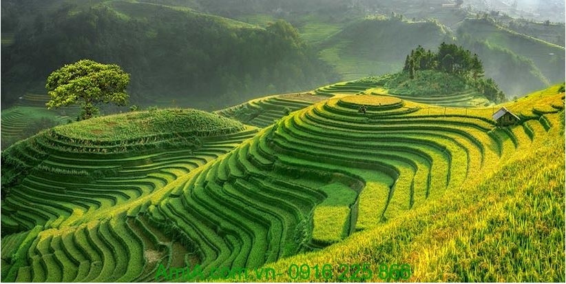 Con số may mắn tuổi Dần 31/10/2025, tử vi tuổi Dần, vận mệnh tuổi Dần, con số cát tường tuổi Dần, tử vi 31/10/2025