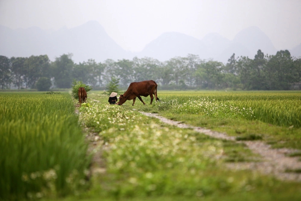 Con số may mắn tuổi Dần 31/10/2025, tử vi tuổi Dần, vận mệnh tuổi Dần, con số cát tường tuổi Dần, tử vi 31/10/2025