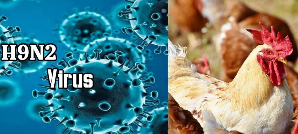 H9N2, cúm gia cầm, đại dịch mới, virus cúm, nghiên cứu H9N2, nguy cơ bùng phát cúm