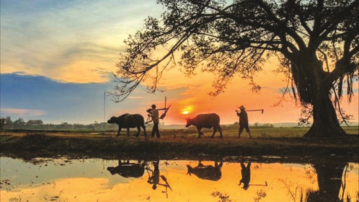 Con số may mắn tuổi Sửu 31/10/2025, tử vi tuổi Sửu hôm nay, con số phong thủy tuổi Sửu, vận mệnh tuổi Sửu, tử vi ngày 31/10/2025