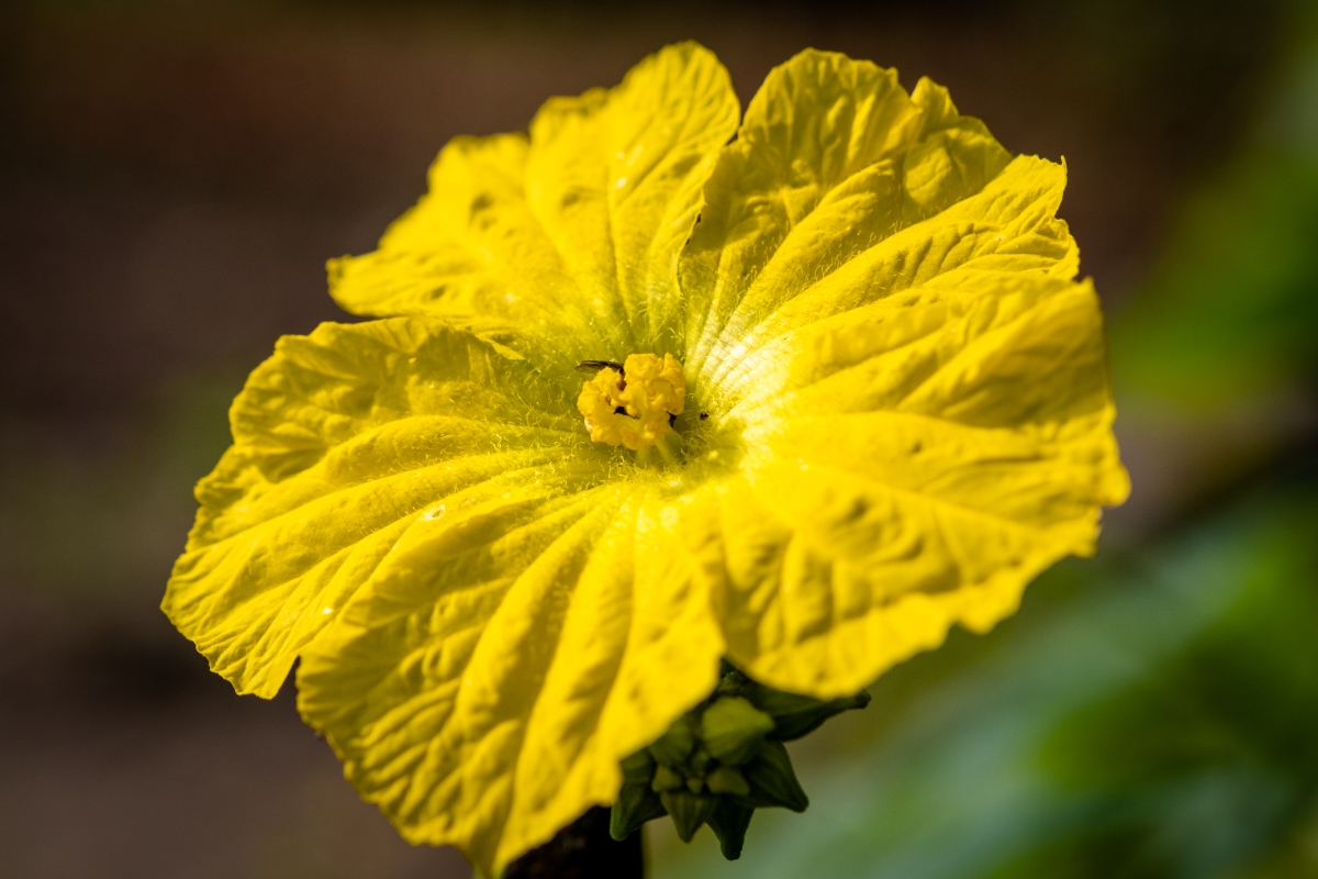 tử vi tuổi Mùi 31/10/2025, vận số tuổi Mùi, con số may mắn tuổi Mùi, tử vi ngày 31/10/2025, tử vi 12 con giáp, tử vi hàng ngày