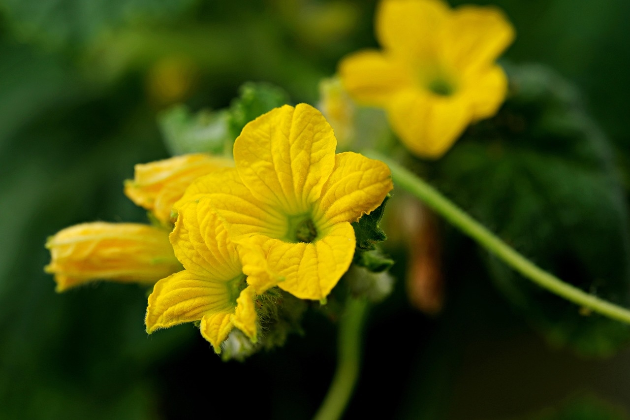 tử vi tuổi Mùi 31/10/2025, vận số tuổi Mùi, con số may mắn tuổi Mùi, tử vi ngày 31/10/2025, tử vi 12 con giáp, tử vi hàng ngày