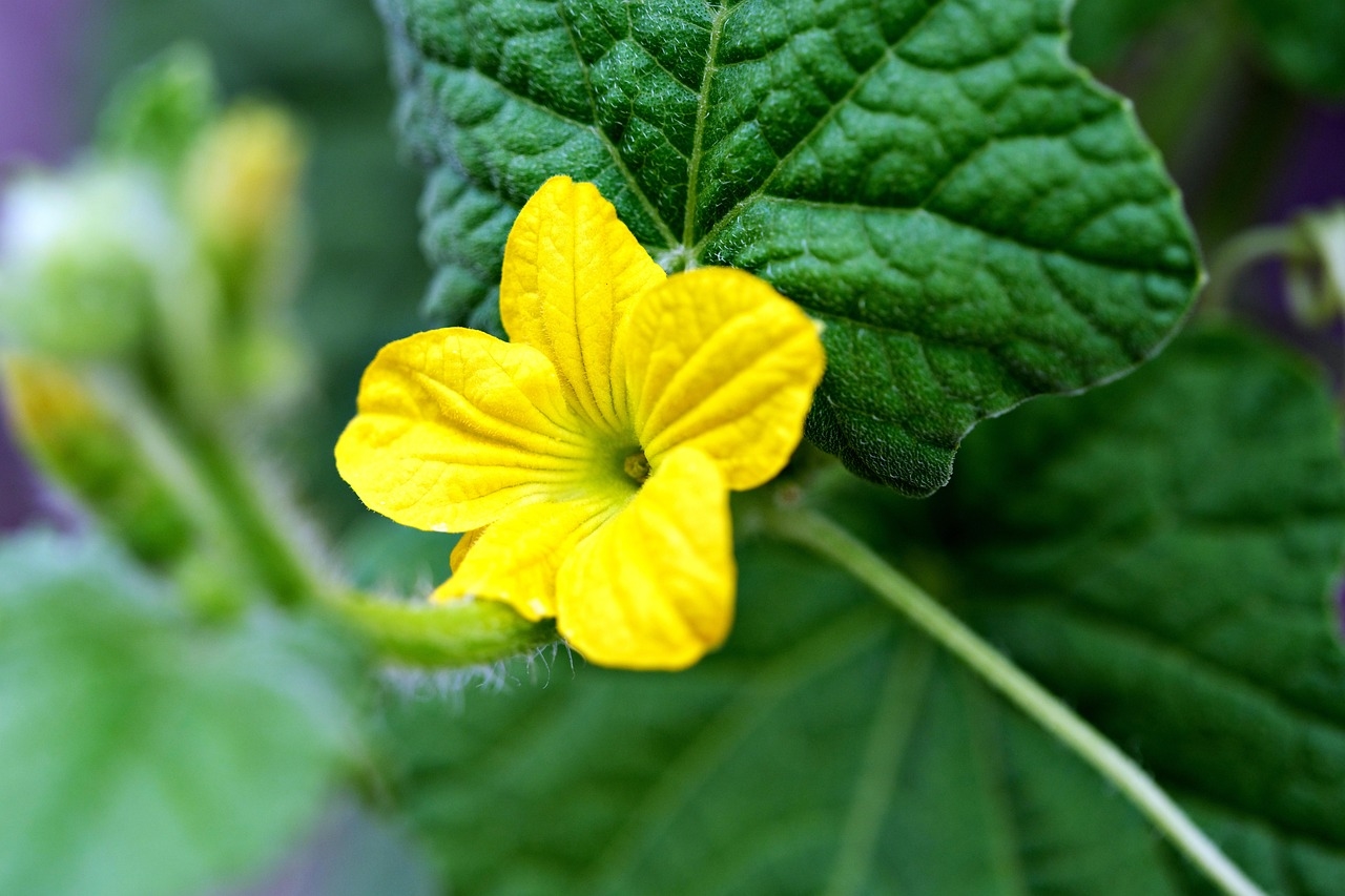 tử vi tuổi Mùi 31/10/2025, vận số tuổi Mùi, con số may mắn tuổi Mùi, tử vi ngày 31/10/2025, tử vi 12 con giáp, tử vi hàng ngày