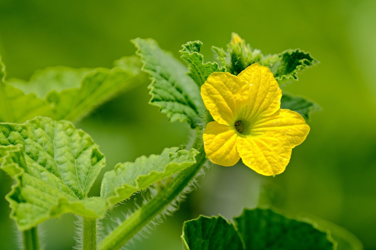 tử vi tuổi Thân 31/10/2025, con số may mắn tuổi Thân, vận may tuổi Thân, tử vi ngày 31/10/2025, tử vi 12 con giáp, tử vi hàng ngày