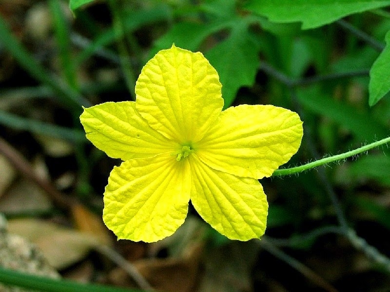 tử vi tuổi Thân 31/10/2025, con số may mắn tuổi Thân, vận may tuổi Thân, tử vi ngày 31/10/2025, tử vi 12 con giáp, tử vi hàng ngày