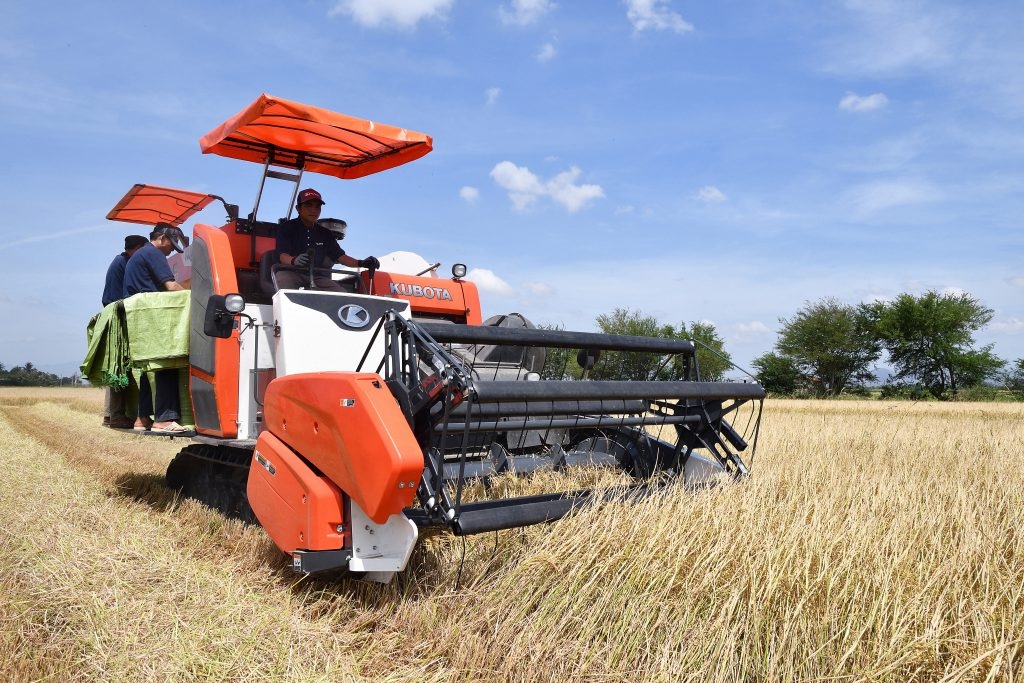 giá lúa gạo hôm nay, giá lúa gạo 30/10/2025, giá lúa ĐBSCL, giá gạo xuất khẩu, thị trường lúa gạo, giá gạo trong nước, nông sản Việt Nam, xuất khẩu gạo Việt Nam