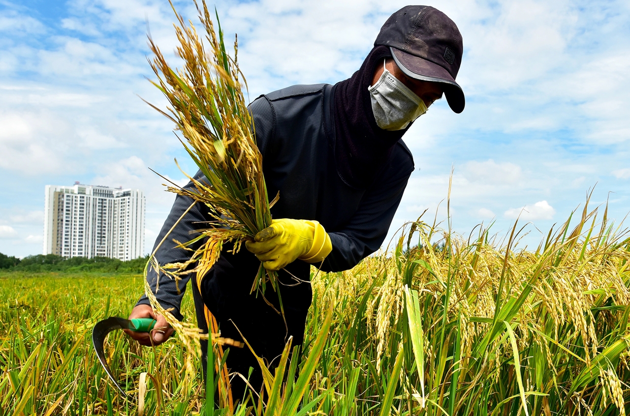 giá lúa gạo hôm nay, giá lúa gạo 30/10/2025, giá lúa ĐBSCL, giá gạo xuất khẩu, thị trường lúa gạo, giá gạo trong nước, nông sản Việt Nam, xuất khẩu gạo Việt Nam