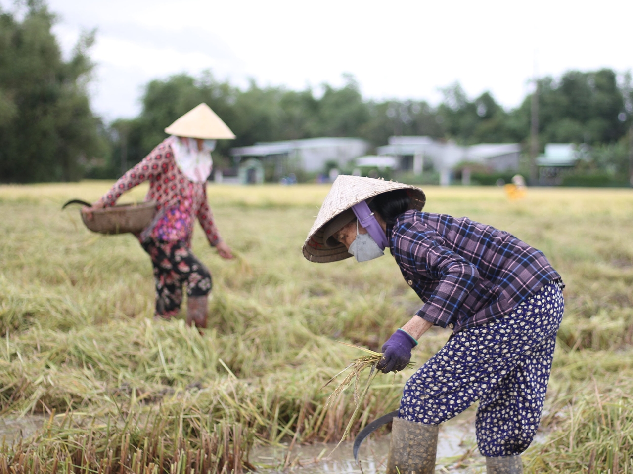 giá lúa gạo hôm nay, giá lúa gạo 30/10/2025, giá lúa ĐBSCL, giá gạo xuất khẩu, thị trường lúa gạo, giá gạo trong nước, nông sản Việt Nam, xuất khẩu gạo Việt Nam