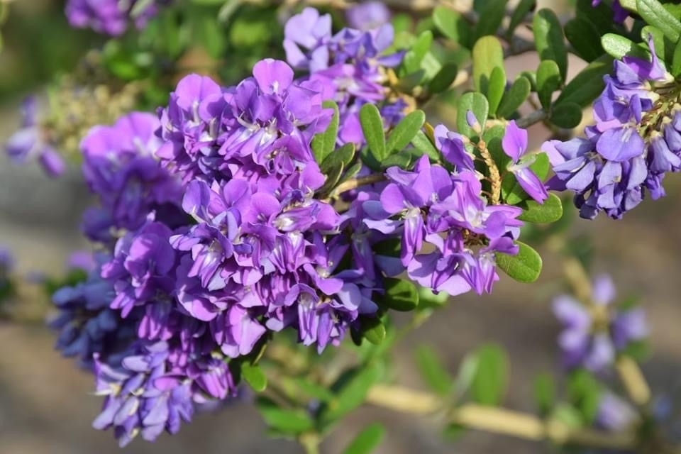 tử vi tuổi Tuất 31/10/2025, con số may mắn tuổi Tuất, vận trình tuổi Tuất, tử vi 12 con giáp, tuổi Tuất hôm nay, tử vi ngày 31/10/2025