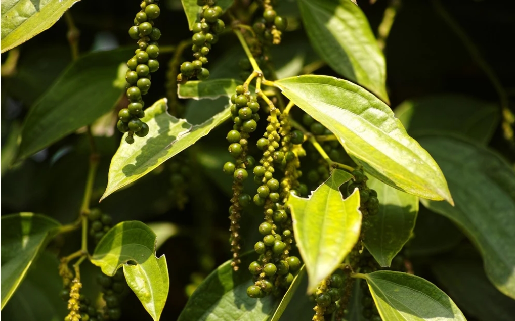 giá tiêu hôm nay, giá tiêu 30/10/2025, giá tiêu trong nước, giá tiêu thế giới, xuất khẩu tiêu Việt Nam, Hiệp hội Hồ tiêu Việt Nam, VPSA, IPC