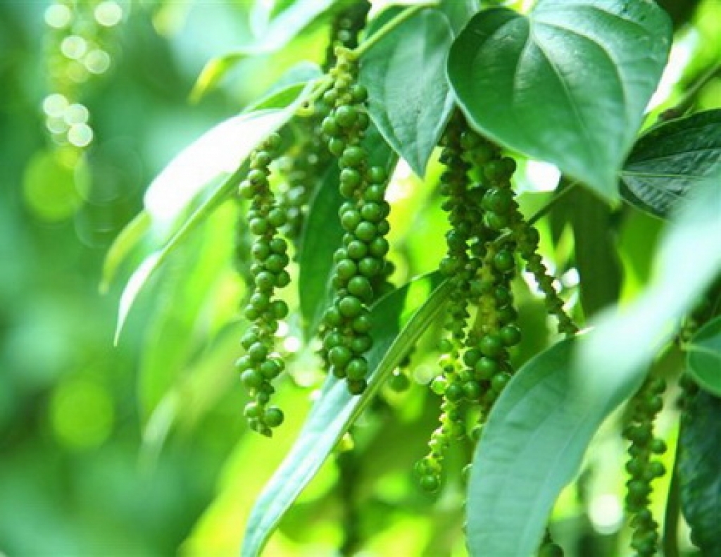 giá tiêu hôm nay, giá tiêu 30/10/2025, giá tiêu trong nước, giá tiêu thế giới, xuất khẩu tiêu Việt Nam, Hiệp hội Hồ tiêu Việt Nam, VPSA, IPC