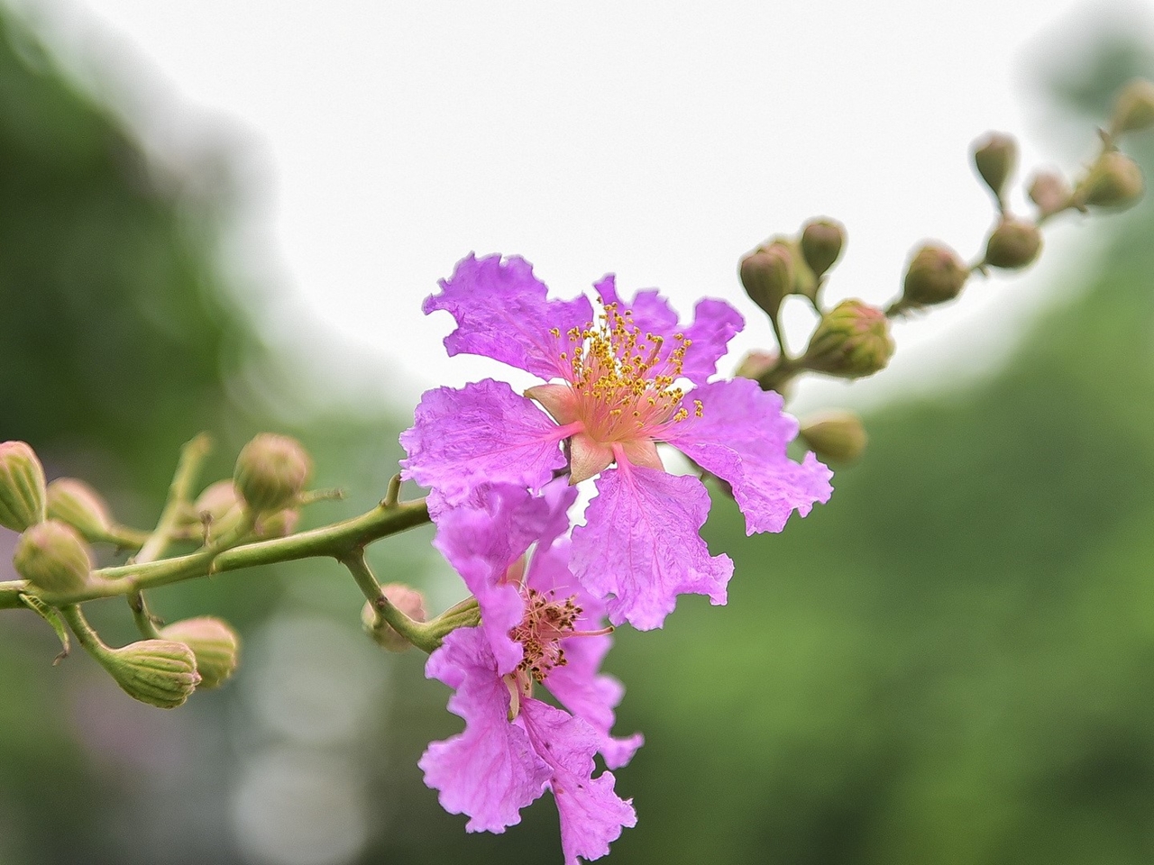 Tử vi 12 con giáp 1/11/2025, tử vi hôm nay, vận mệnh 12 con giáp, tuổi Dần, tuổi Mùi, tuổi Tý, phong thủy, tài lộc