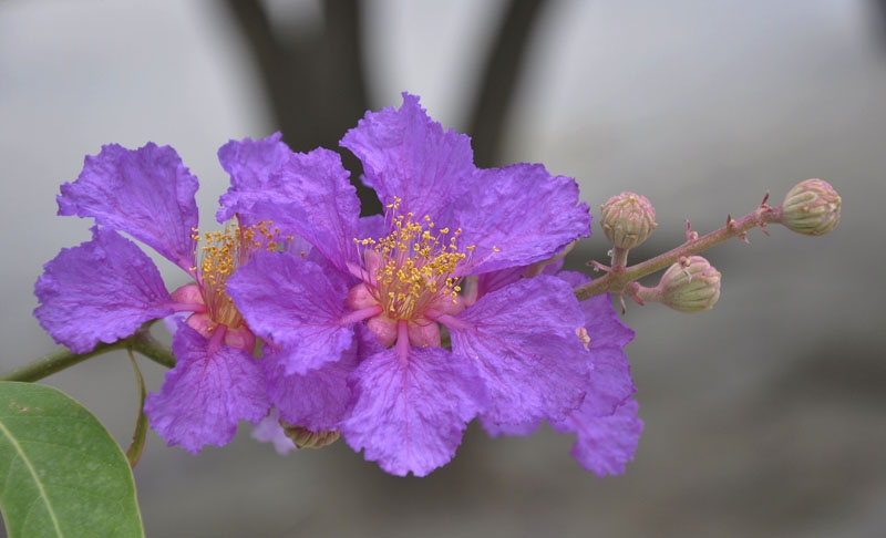 Tử vi 12 con giáp 1/11/2025, tử vi hôm nay, vận mệnh 12 con giáp, tuổi Dần, tuổi Mùi, tuổi Tý, phong thủy, tài lộc